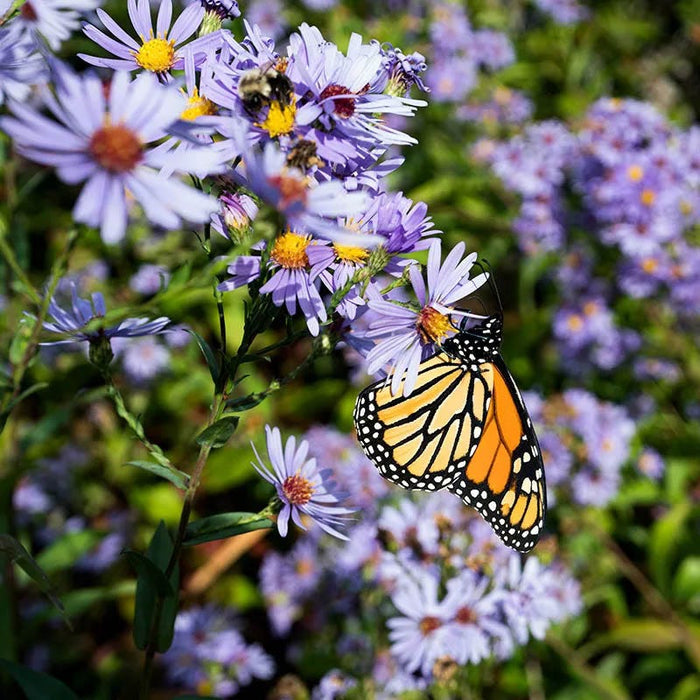 Smooth Blue Aster
