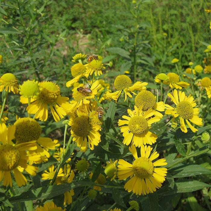 Ecoregion Native Plant Collection - Central USA Plains|Helenium autumnale