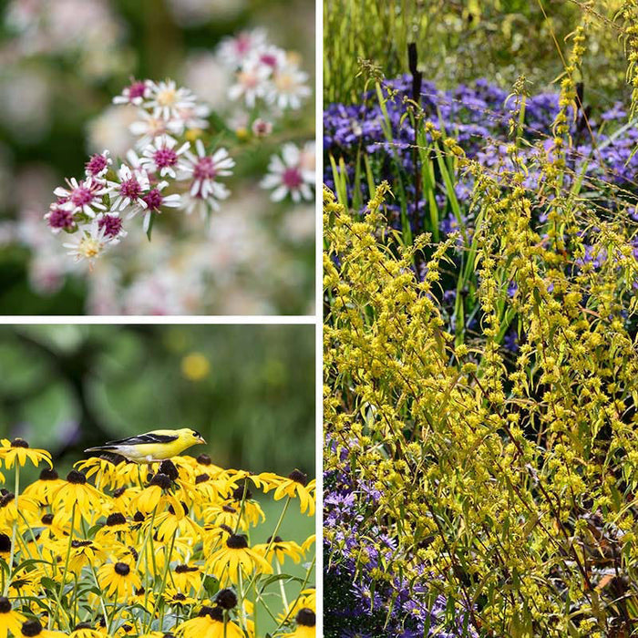 Ecoregion Native Plant Collection - Southeastern USA Plains
