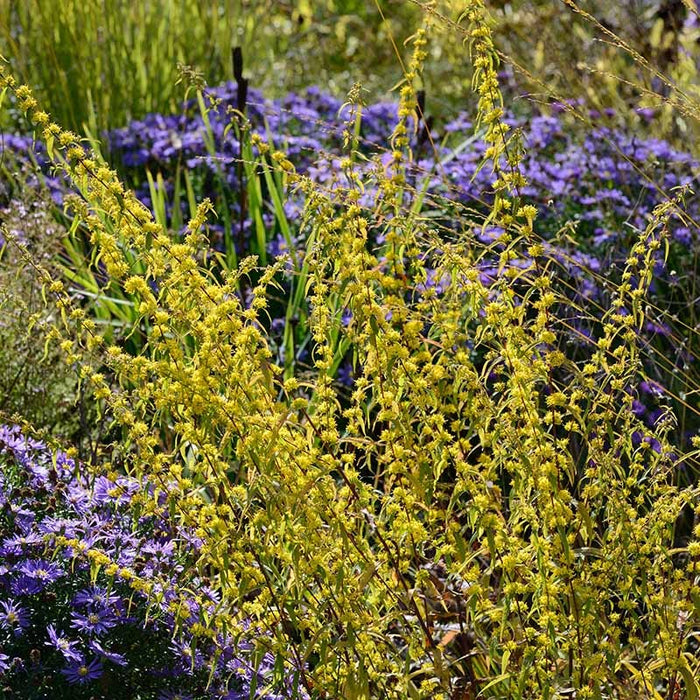 Wreath Goldenrod