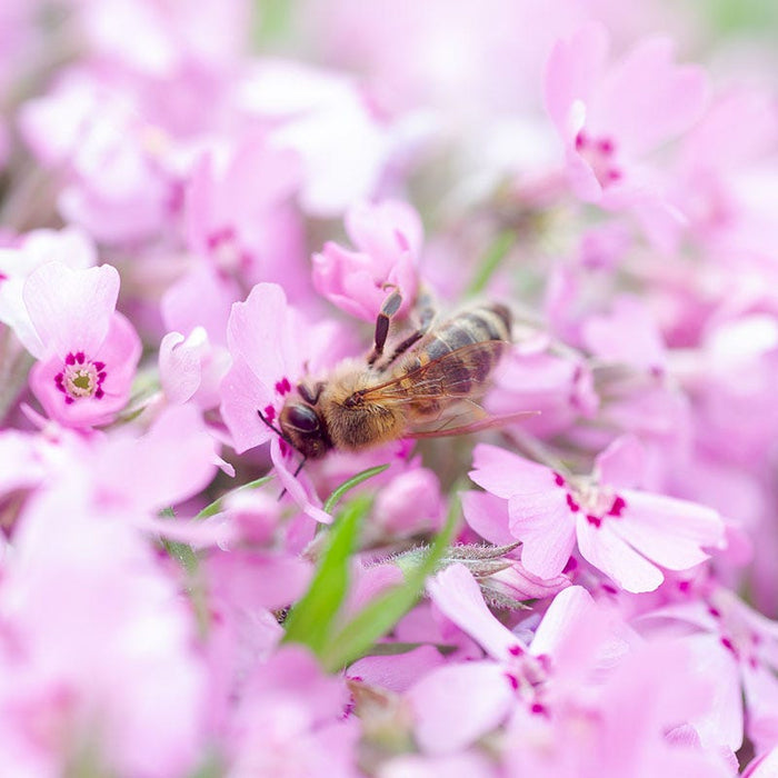 Emerald Pink Creeping Phlox|Pink Creeping Phlox Emerald Pink, Phlox subulata with bee
