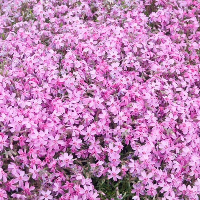 Emerald Pink Creeping Phlox|Pink Creeping Phlox Emerald Pink, Phlox subulata groundcover