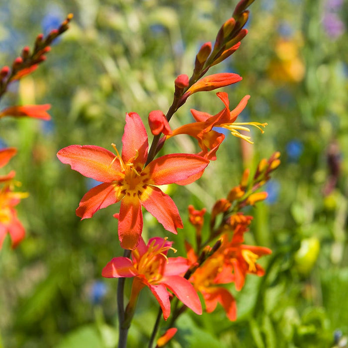 Emily Mckenzie Crocosmia|Crocosmia Emily Mckenzie