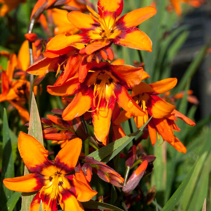 Emily Mckenzie Crocosmia|Crocosmia Emily Mckenzie