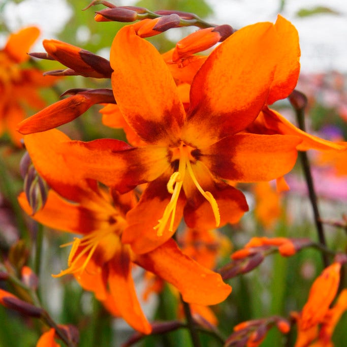 Emily Mckenzie Crocosmia|Crocosmia Emily Mckenzie