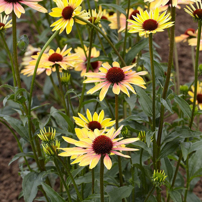 Evening Glow Echinacea|Echinacea Evening Glow, Coneflower