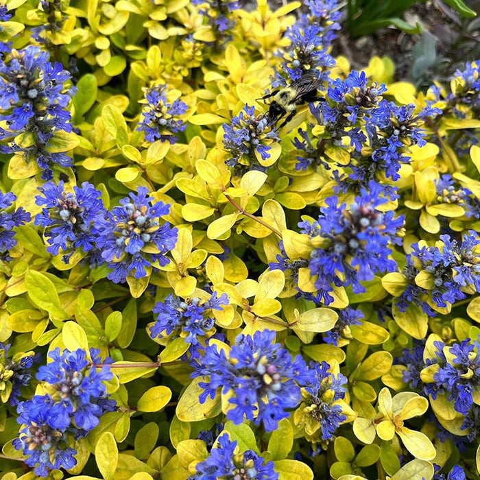 Feathered Friends™ Cordial Canary Ajuga|Feathered Friends™ Cordial Canary Ajuga