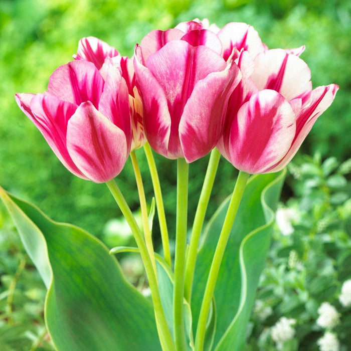 Flaming Club Multiple Flowering Single Late Tulip|Dark Pink and White Multiple Flowering Single Late Tulip Bulb Flaming Club, Tulipa