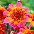 Floorinoor Anemone Dahlia|Floorinoor Anemone Dahlia, Anemone Dahlia Floorinoor