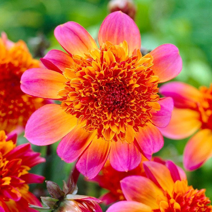 Floorinoor Anemone Dahlia|Floorinoor Anemone Dahlia, Anemone Dahlia Floorinoor