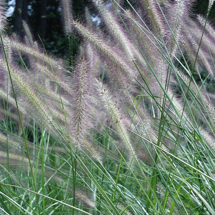 Foxtrot Fountain Grass|Foxtrot Fountain Grass, Pennisetum alopecuroide, Photo Courtesy of Hoffman Nursery