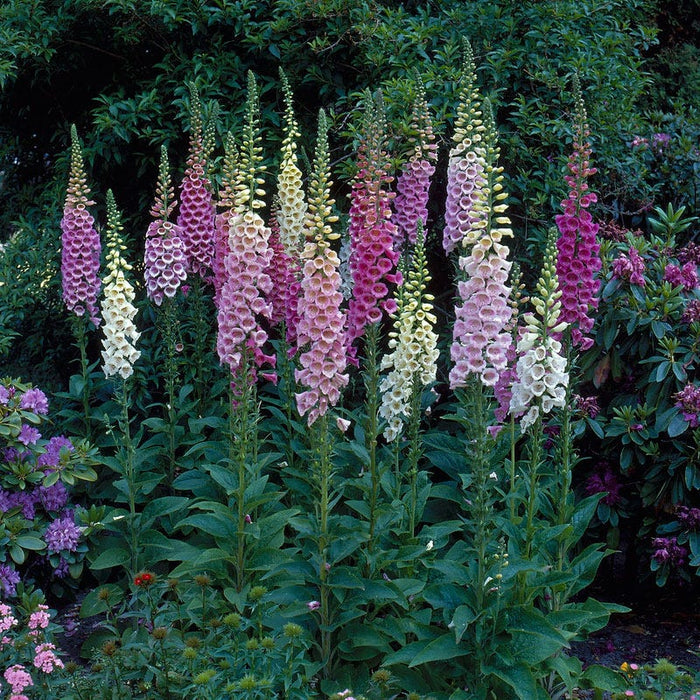 Foxy Hybrids Foxglove Mix|Foxglove Foxy Hybrids, Digitalis purpurea, Foxglove