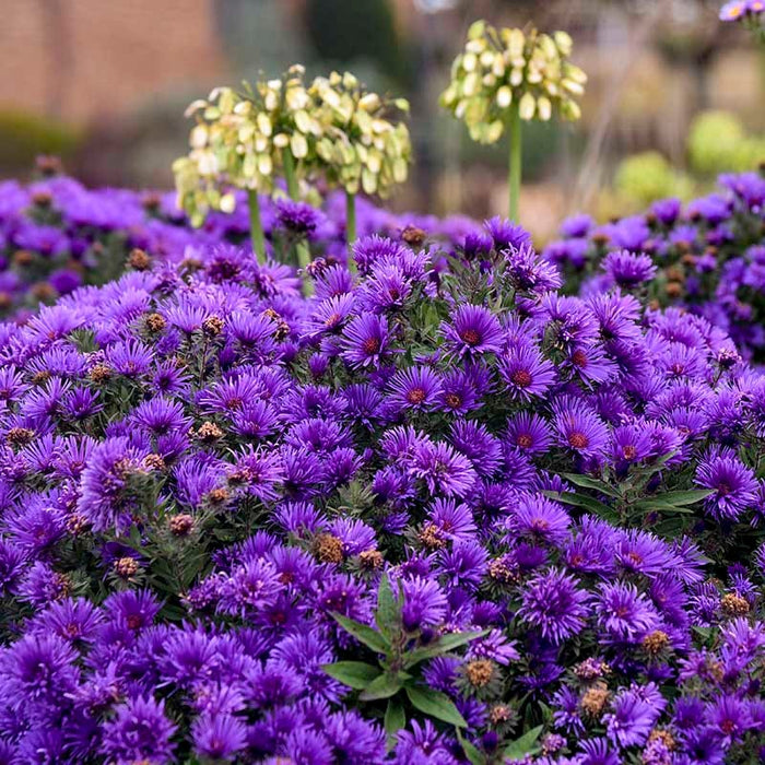 Grape Crush New England Aster|Grape Crush New England Aster, Photo Courtesy of Walter's Gardens, Inc.