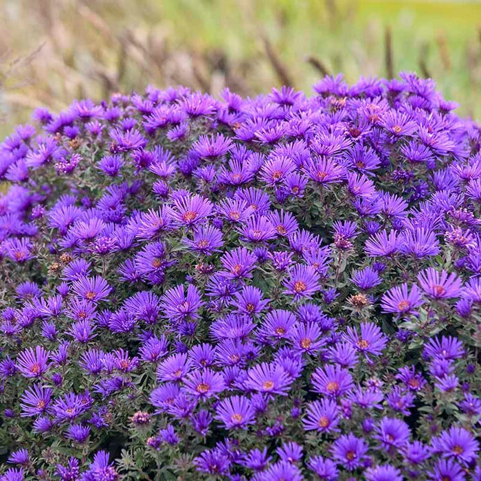 Grape Crush New England Aster|Grape Crush New England Aster, Photo Courtesy of Walter's Gardens, Inc.
