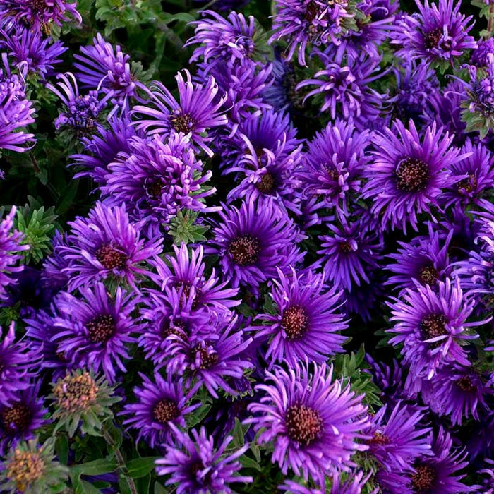 Grape Crush New England Aster|Grape Crush New England Aster, Photo Courtesy of Walter's Gardens, Inc.