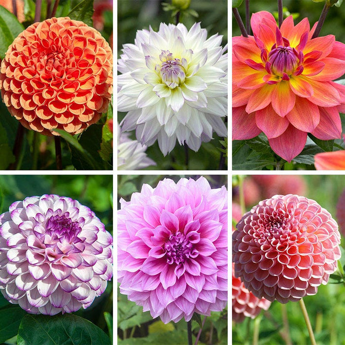 Harmonic Dahlia Collection|Harmonic Dahlia Collection