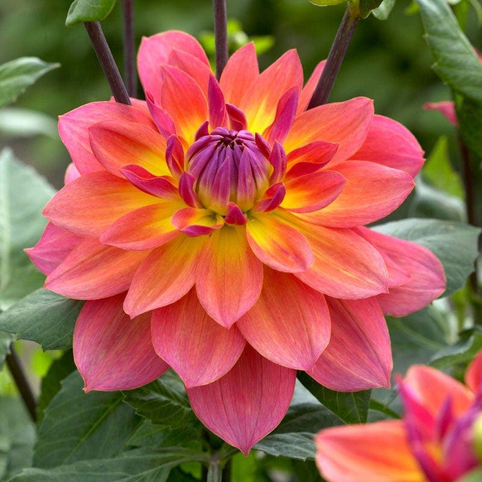 Harmonic Dahlia Collection|Firepot Decorative Dahlia