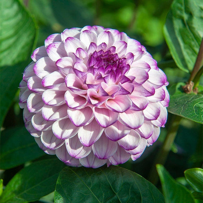 Harmonic Dahlia Collection|Genova Ball Dahlia