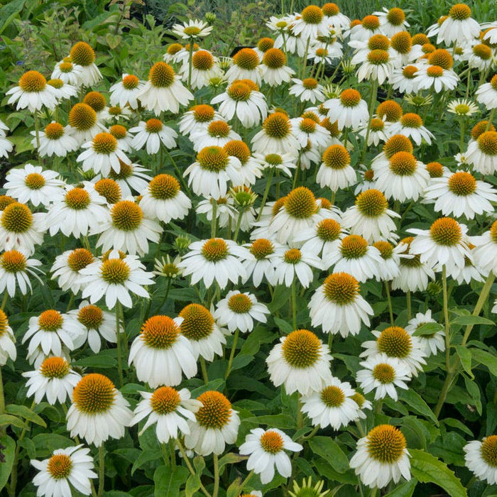 PowWow® ‘White’ Echinacea (Coneflower)