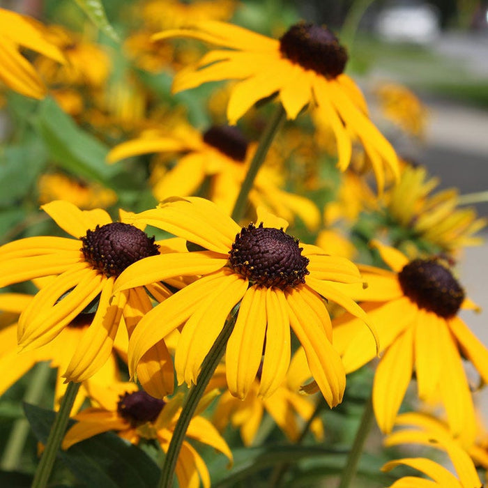 Black Eyed Susan Seeds|Yellow Black Eyed Susan Seeds, Rudbeckia hirta