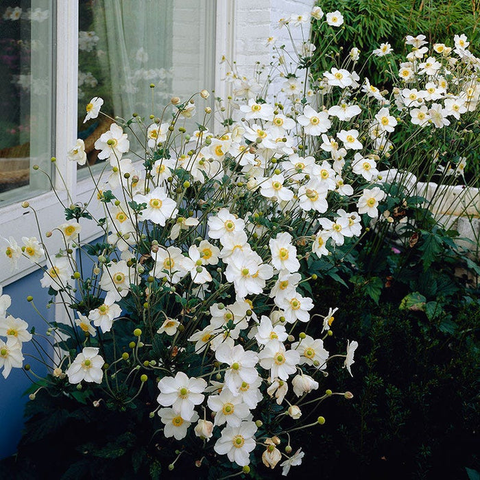 Honorine Jobert Japanese Anemone|Honorine Jobert Japanese Anemone, Anemone Honorine Jobert garden flowers blooming alongside window