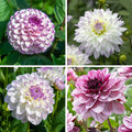 Iced Violet Dahlia Collection|Iced Violet Dahlia Collection