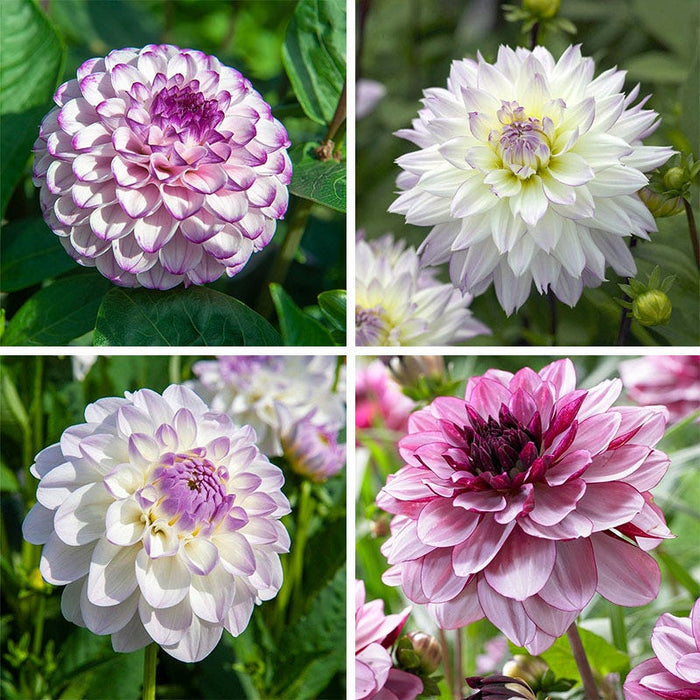 Iced Violet Dahlia Collection|Iced Violet Dahlia Collection