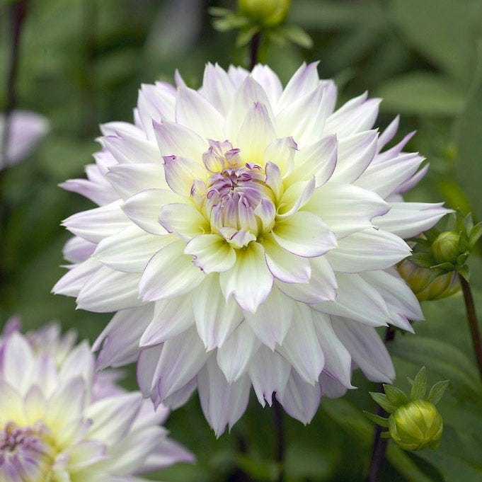 Iced Violet Dahlia Collection|Crazy Love Semi Dinner Plate Dahlia