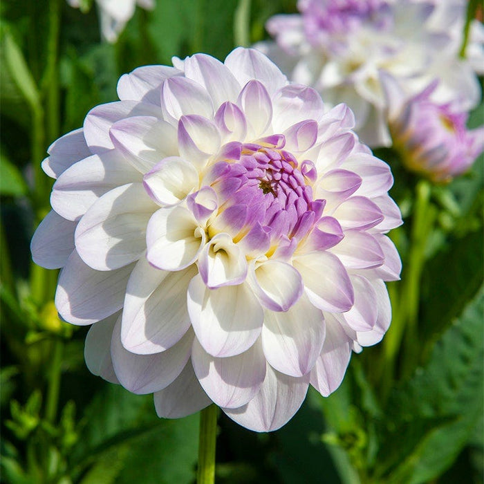 Iced Violet Dahlia Collection|Eveline Dinner Plate Dahlia