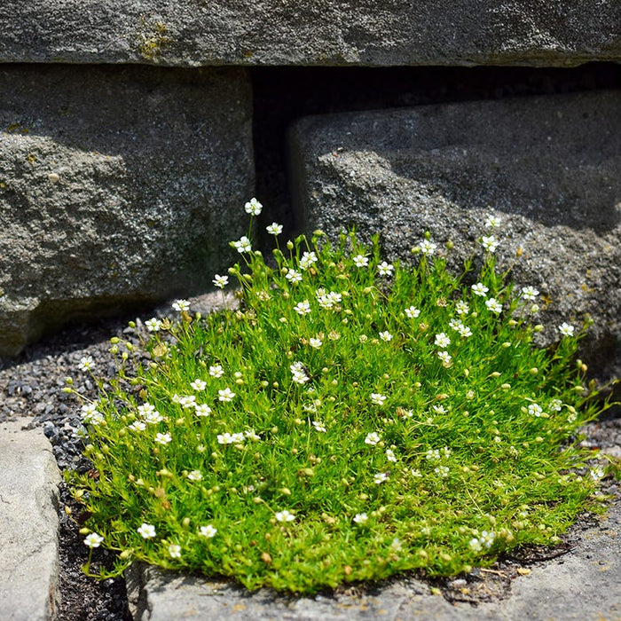 Irish Moss|Irish Moss