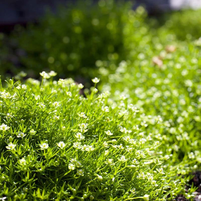 Irish Moss|Irish Moss