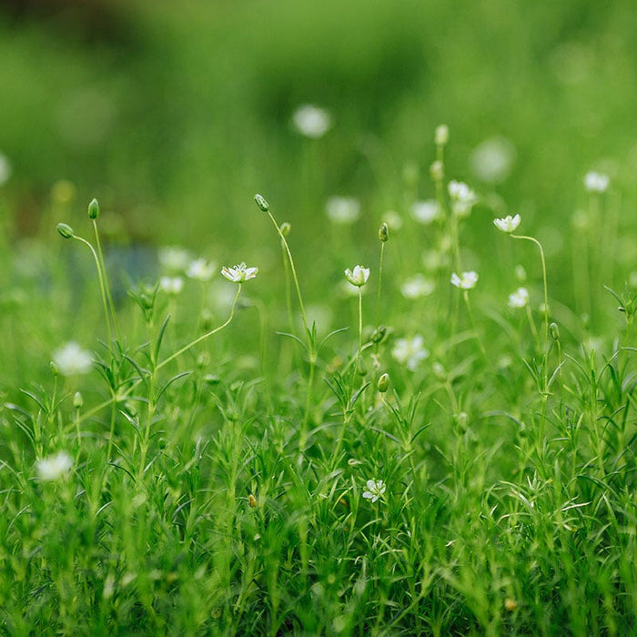Irish Moss|Irish Moss