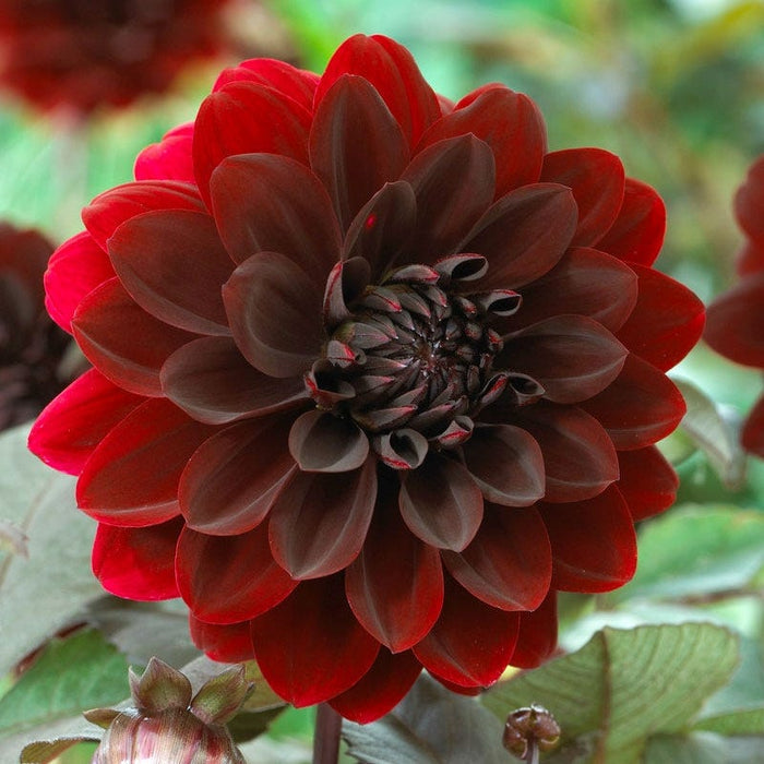 Karma Choc® Semi Dinner Plate Dahlia