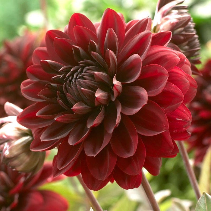 Karma Choc® Semi Dinner Plate Dahlia|Karma Choc Semi Dinner Plate Dahlia Close Up Flower