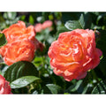 Knock Out Orange Glow Rose Plant - 2 Gallon - Seed World
