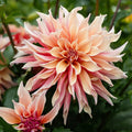 Labyrinth Dinner Plate Dahlia|Labyrinth Dinner Plate Dahlia