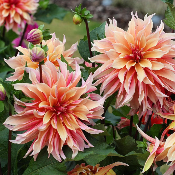 Labyrinth Dinner Plate Dahlia|Labyrinth Dinner Plate Dahlia