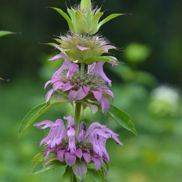 Lemon Mint Seeds|Purple and White Lemon Mint Seeds, Monarda citriodora, Lemon Mint
Photo Courtesy of Mt. Cuba Center