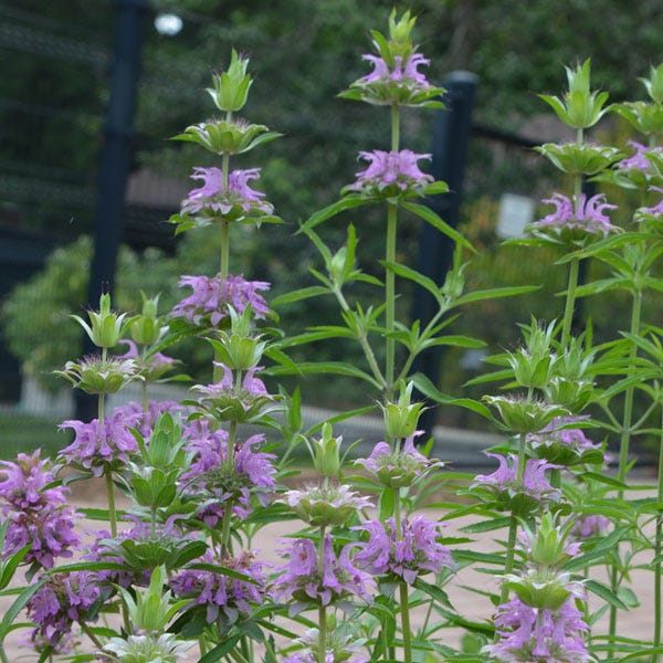 Lemon Mint Seeds|Purple and White Lemon Mint Seeds, Monarda citriodora, Lemon Mint
Photo Courtesy of Mt. Cuba Center