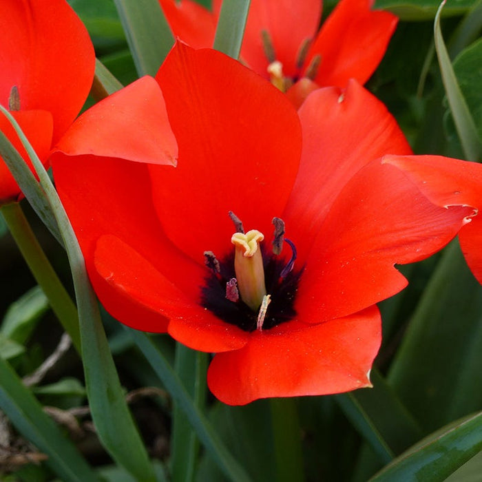 Little Gems Naturalizing Wild Tulip Collection|Red Hunter Tulip