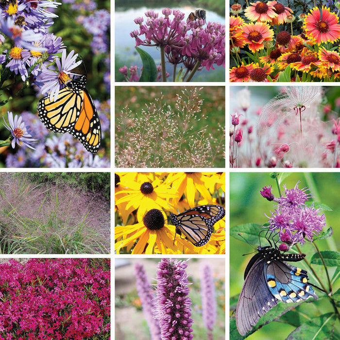 Lively Butterfly Meadow Native Pre-Planned Garden