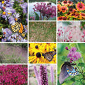 Lively Butterfly Meadow Native Pre-Planned Garden