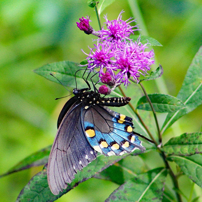 Common Ironweed|Common Ironweed, Vernonia fasciculata