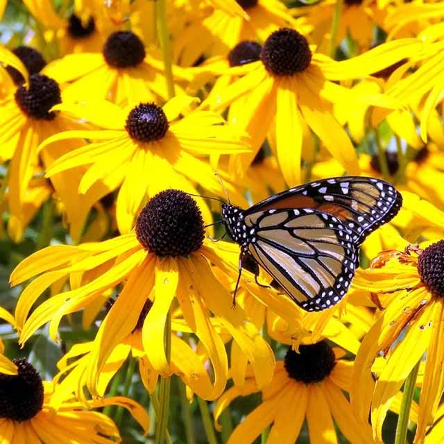 Goldsturm Black Eyed Susan