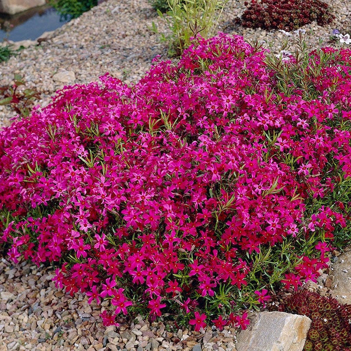 Scarlet Flame Creeping Phlox|Scarlet Flame Creeping Phlox, Phlox subulata