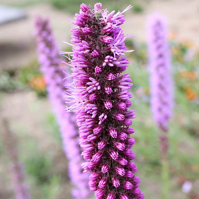 Prairie Blazing Star|Prairie Blazing Star, Liatris pycnostachya