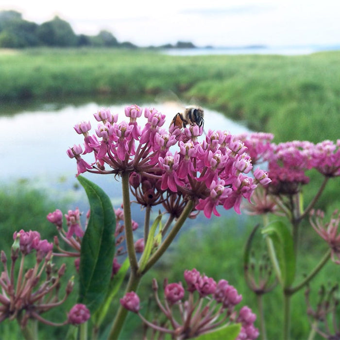 Pink Swamp Milkweed with Bee, Asclepias incarnata, Swamp Milkweed