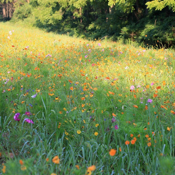 Louisiana Select Wildflower Seed Mix
