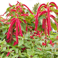 Love Lies Bleeding Seeds|Love Lies Bleeding, Amaranthus caudatus