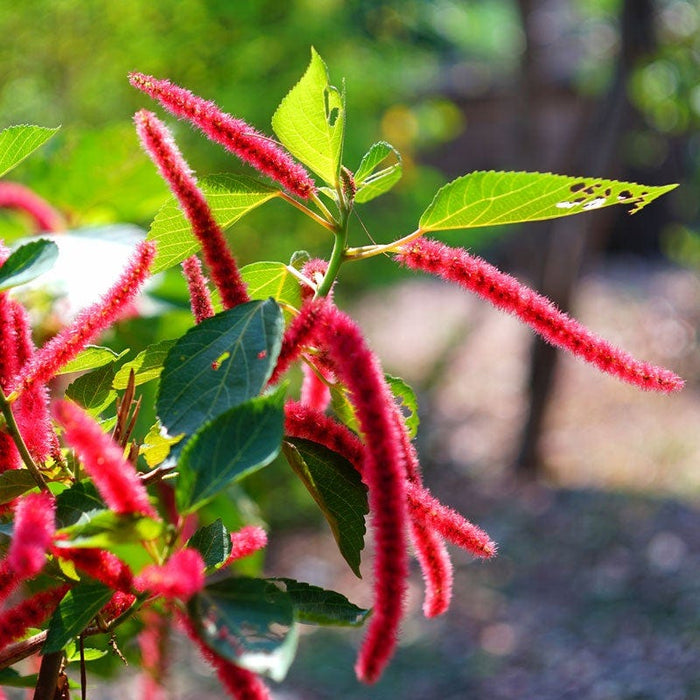 Love Lies Bleeding Seeds|Love Lies Bleeding, Amaranthus caudatus